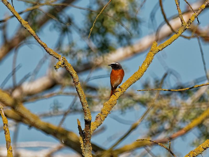 Vogelparadijs